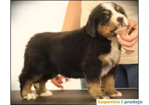 Bernski planinski pas štenci - 4/10