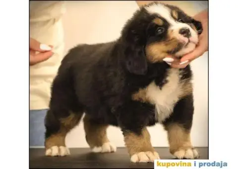 Bernski planinski pas štenci - 5/10