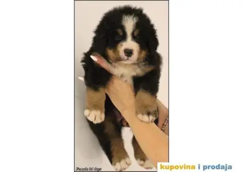 Bernski planinski pas štenci - 6/10