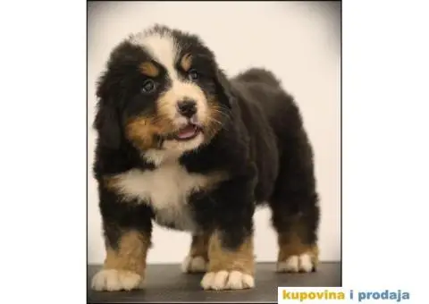 Bernski planinski pas štenci - 7/10