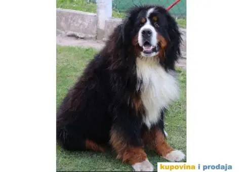 Bernski planinski pas štenci - 9/10