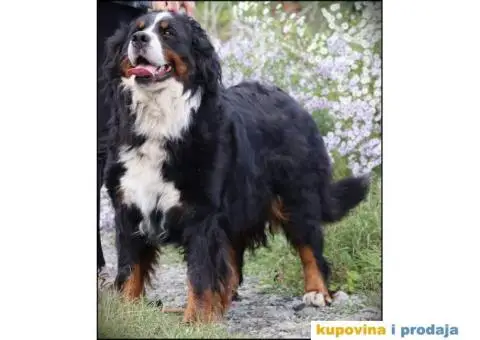 Bernski planinski pas štenci - 10/10