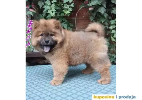 ČAU ČAU štenad - 1/5