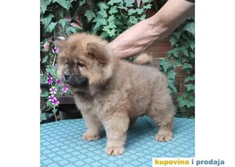 ČAU ČAU štenad - 2/5