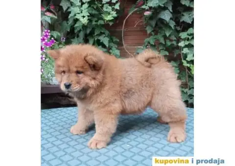 ČAU ČAU štenad - 3/5