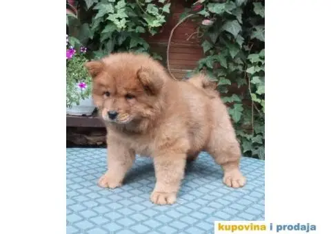 ČAU ČAU štenad - 4/5