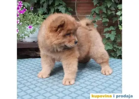 ČAU ČAU štenad - 5/5