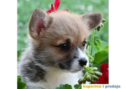 Velski korgi/Welsh Corgi Pembroke - 1/3