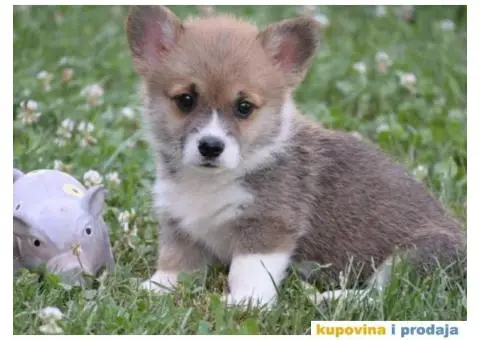 Velski korgi/Welsh Corgi Pembroke - 2/3