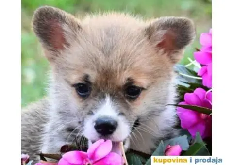 Velski korgi/Welsh Corgi Pembroke - 3/3