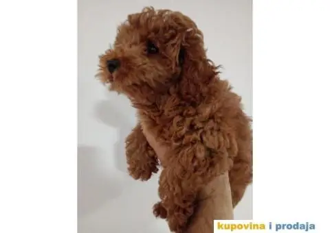 Toy Pudla prelepi dečaci - 1/6