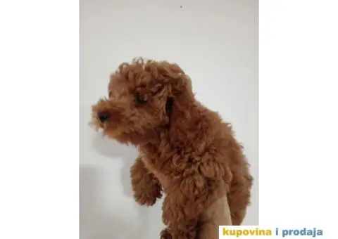 Toy Pudla prelepi dečaci - 2/6