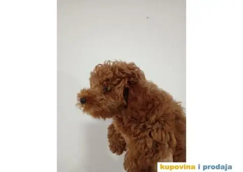 Toy Pudla prelepi dečaci - 3/6