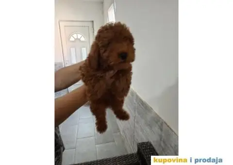 Toy Pudla prelepi dečaci - 4/6