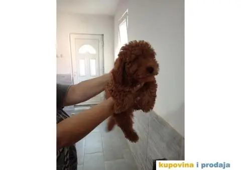 Toy Pudla prelepi dečaci - 5/6