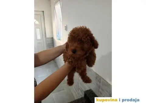 Toy Pudla prelepi dečaci - 6/6