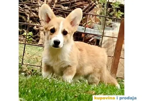 Velški korgi-pembrok