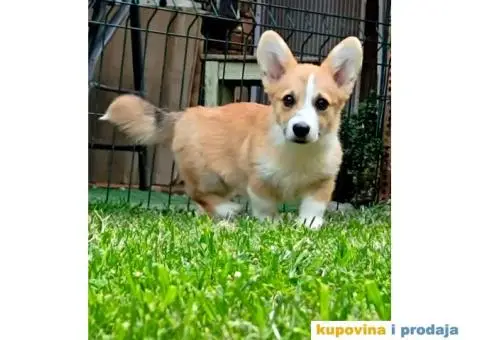 Velški korgi-pembrok - 2/2