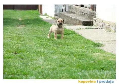 Juznoafricki Mastif, Boerboel - 1/5