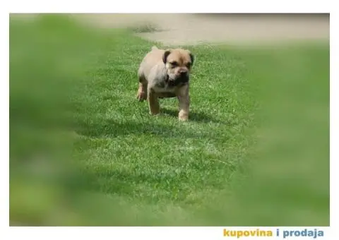 Juznoafricki Mastif, Boerboel - 2/5