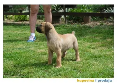 Juznoafricki Mastif, Boerboel - 3/5