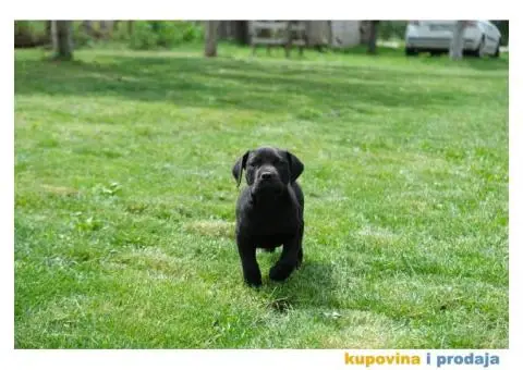 Juznoafricki Mastif, Boerboel - 4/5