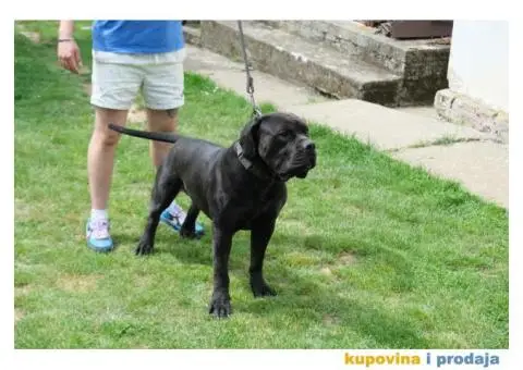 Juznoafricki Mastif, Boerboel - 5/5