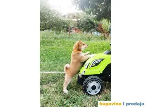 Shiba inu stenci - 3/5