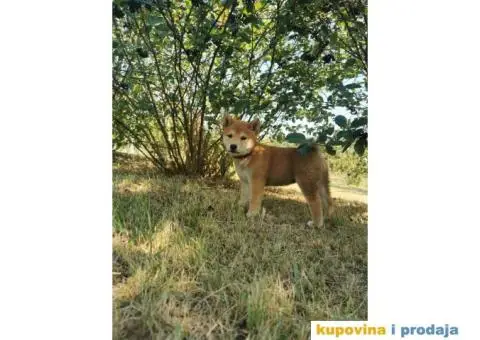 Shiba inu stenci - 5/5