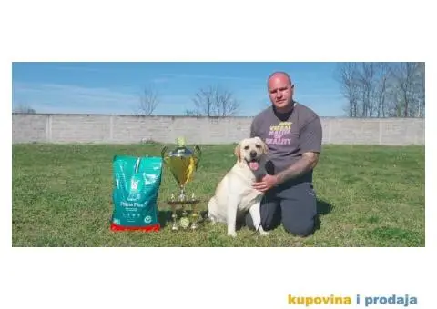 Labrador štenci - 1/5