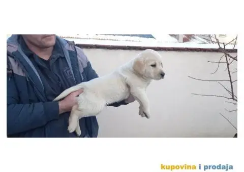 Labrador štenci - 2/5