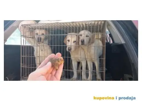 Labrador štenci - 5/5