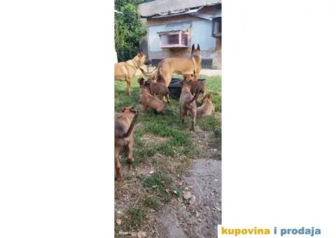 Belgijski Ovčar Malinoa štenci - 1/11