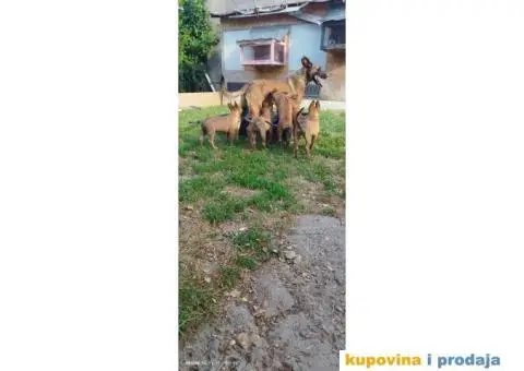Belgijski Ovčar Malinoa štenci - 2/11