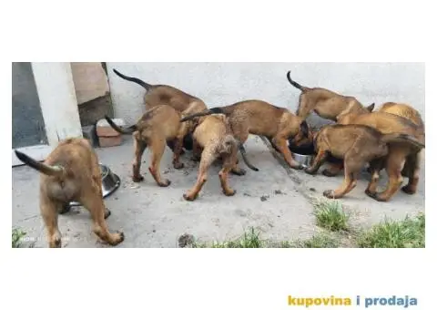Belgijski Ovčar Malinoa štenci - 3/11
