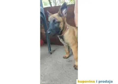 Belgijski Ovčar Malinoa štenci - 5/11