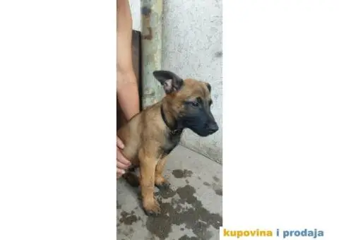 Belgijski Ovčar Malinoa štenci - 8/11