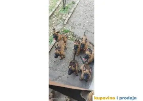 Belgijski Ovčar Malinoa štenci - 11/11