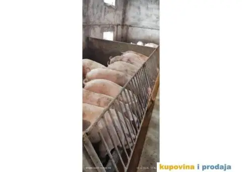 Nazimice Veliki Joksir - 3/3