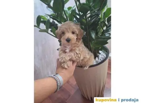 Prelepi štenci Maltipoo spremni su za preuzimanje - 1/5