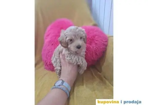 Prelepi štenci Maltipoo spremni su za preuzimanje - 2/5