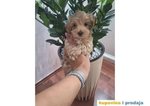 Prelepi štenci Maltipoo spremni su za preuzimanje - 3/5