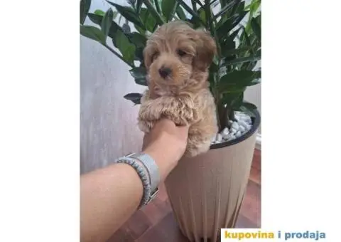 Prelepi štenci Maltipoo spremni su za preuzimanje - 4/5