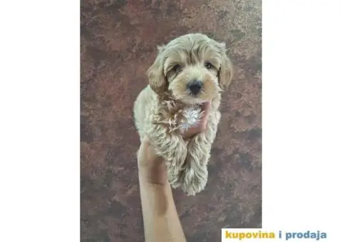 Prelepi štenci Maltipoo spremni su za preuzimanje - 5/5