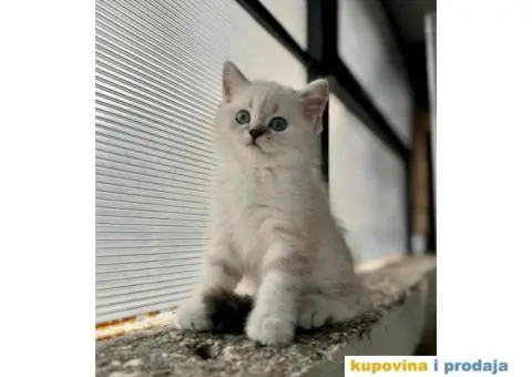 Najlepši škotski mačići - 1/5