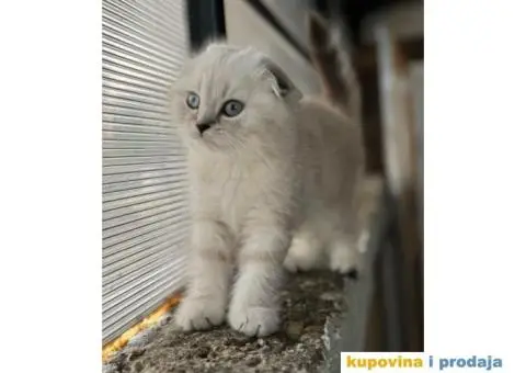 Najlepši škotski mačići - 2/5