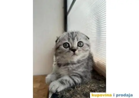 Najlepši škotski mačići - 3/5