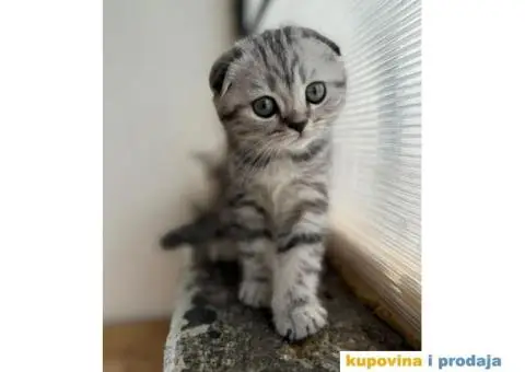 Najlepši škotski mačići - 4/5