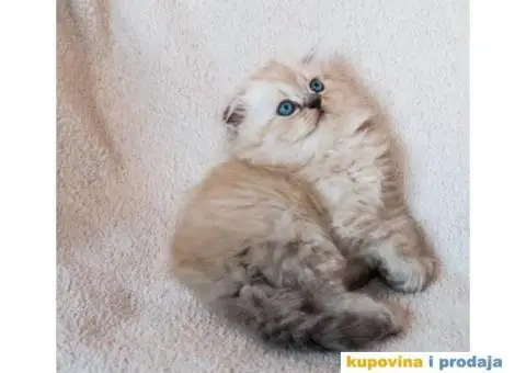 Najlepši škotski mačići - 5/5