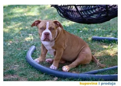 Američki Buli / American Bully Pocket štenci - 1/8